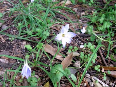 桜が散り春の花が沢山咲き出した。明るい酒もイイ季節ダナ。_b0019140_12362817.jpg