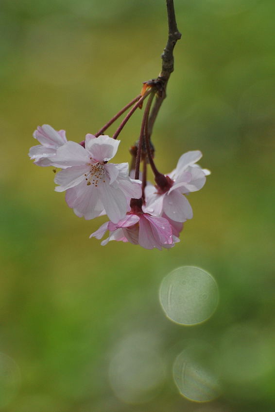 今日も桜です_d0148541_20563260.jpg