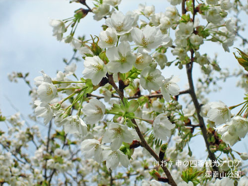 4月14日　小名浜地区の桜_f0105342_17203044.jpg