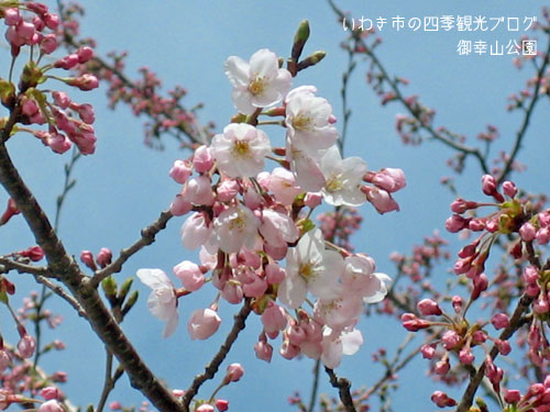 4月14日　小名浜地区の桜_f0105342_172085.jpg