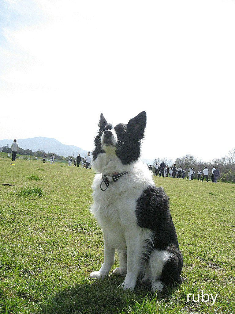 f0175449_046487.gif