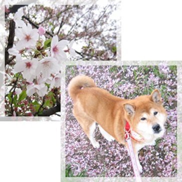 届出がきっかけで_c0049950_8531637.jpg