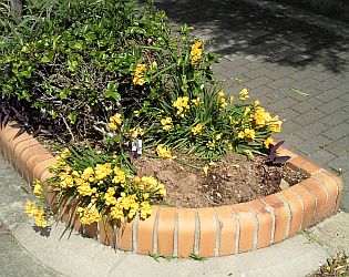 植えっぱなしフリージア うまこの天袋