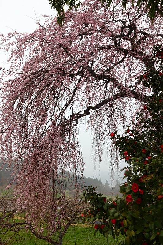 2010　桜　6-6_c0101558_231121.jpg