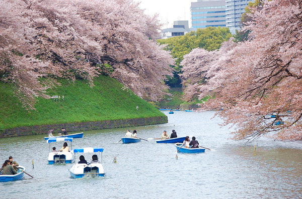 in東京②・・・千鳥ヶ淵の桜_d0149663_1758395.jpg