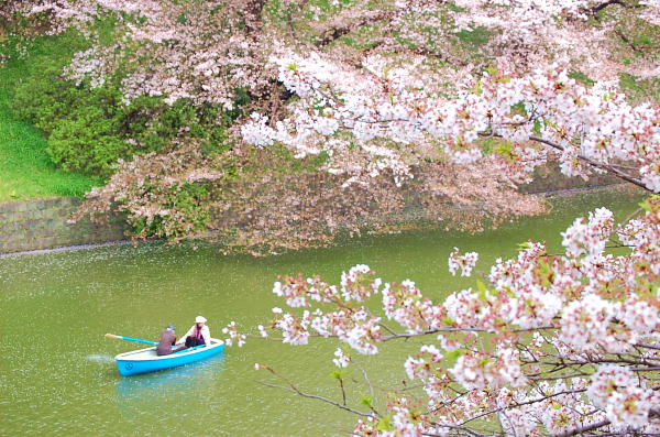 in東京②・・・千鳥ヶ淵の桜_d0149663_1861991.jpg