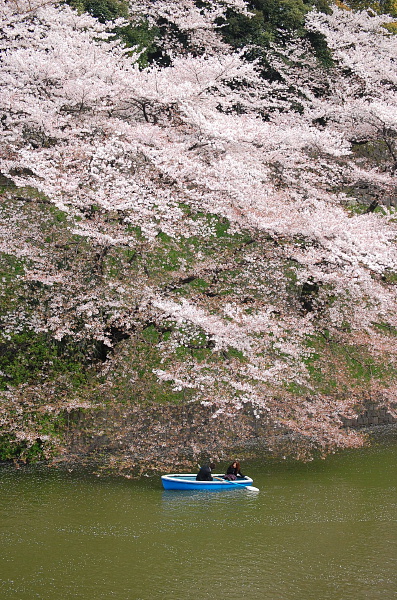 in東京②・・・千鳥ヶ淵の桜_d0149663_1862820.jpg