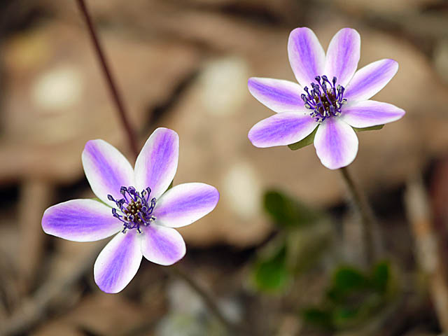 春告げ花（新潟＆埼玉）_f0199866_624970.jpg