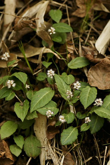 e0054067_0462566.jpg
