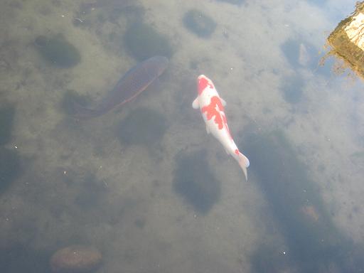 清水公園ビオトープ池_f0205367_161927.jpg