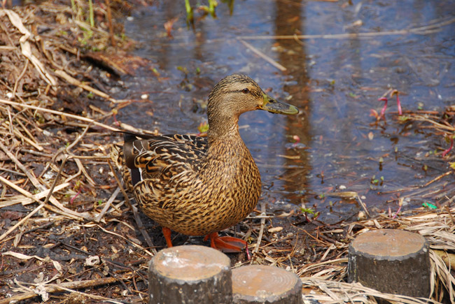 【　ミズバショウ　】_c0094572_3284122.jpg