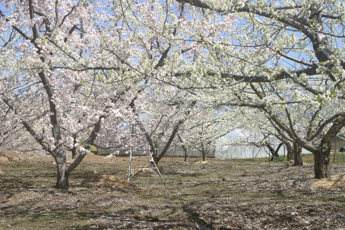 f0186275_14202241.jpg
