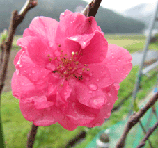 b0159780_263250.gif