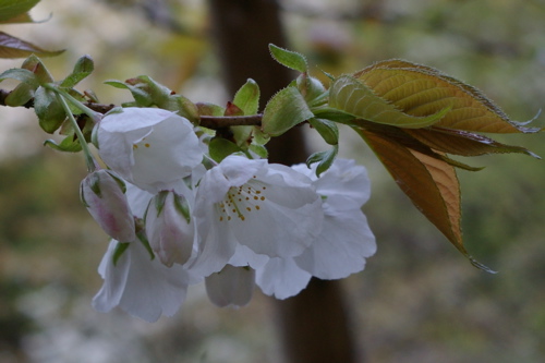 ことしの桜 その２_e0183783_0112684.jpg