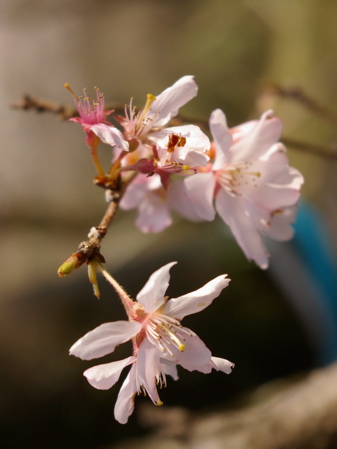 ことしの桜 その２_e0183783_0154063.jpg