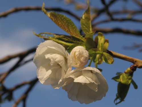 ことしの桜 その２_e0183783_0172386.jpg