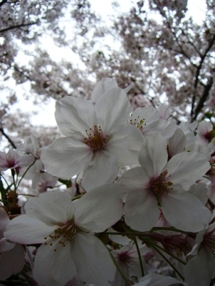 強風と桜。_a0045293_9343590.jpg