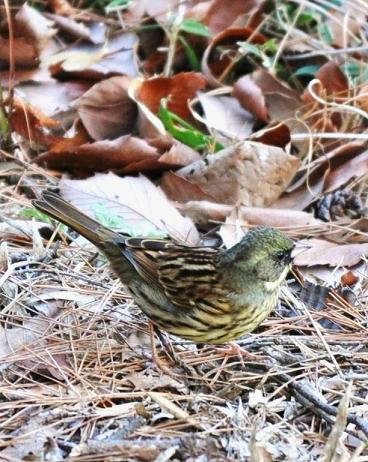 野鳥たち・・・_a0146195_3525581.jpg