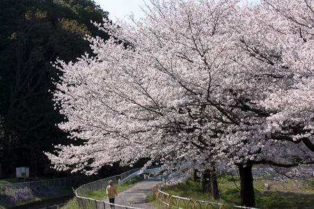 たかだかお散歩⑦　　見沼代用沼_c0011696_16364856.jpg