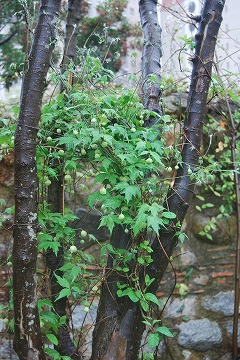 雨の宝塚ガーデンフィールズ_c0124100_12234184.jpg