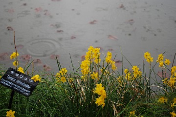 雨の宝塚ガーデンフィールズ_c0124100_1227417.jpg