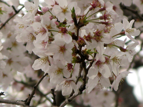 c0011204_17322519.jpg