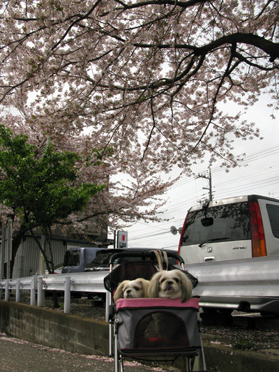 c0011204_17362331.jpg
