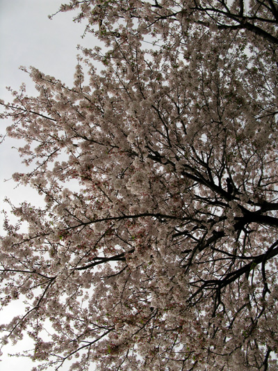 c0011204_1736332.jpg