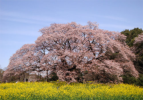 桜・咲くころ_c0137404_233548.jpg