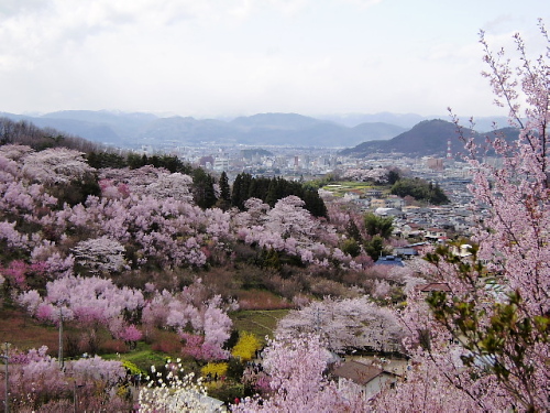 　　　いざ　花見山へ_c0211109_194516.jpg