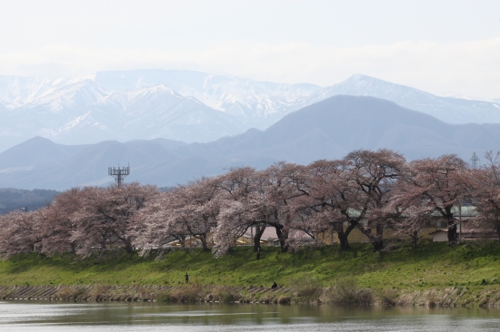 一目千本桜、３分から５分咲きです_c0200810_21265464.jpg