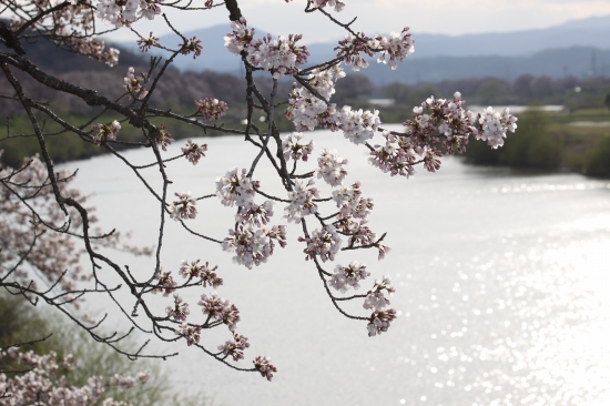 一目千本桜、３分から５分咲きです_c0200810_2128354.jpg