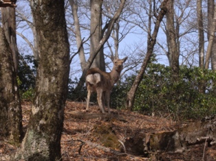 一人登山 丹沢_e0000910_21405679.jpg