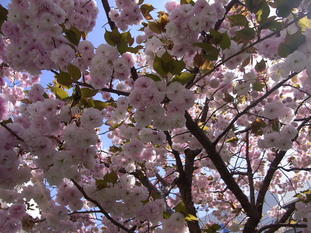 八重桜・射干・空木・モミジ・蜆花・椿・花水木_a0037019_6554352.jpg