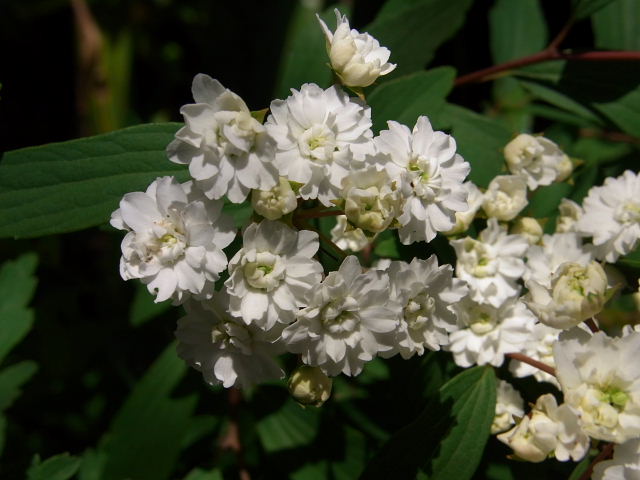 八重桜・射干・空木・モミジ・蜆花・椿・花水木_a0037019_70854.jpg