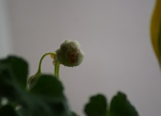 f0170524_9481296.jpg