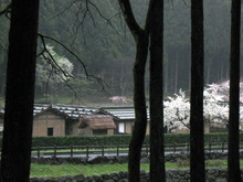 桜が咲いた一乗谷朝倉遺跡_e0061225_1433157.jpg