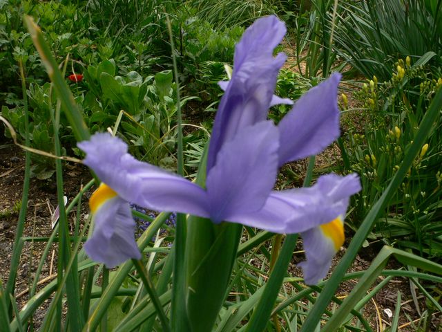 燃える想い アイリスの花言葉 訂正版 志風つれづれ