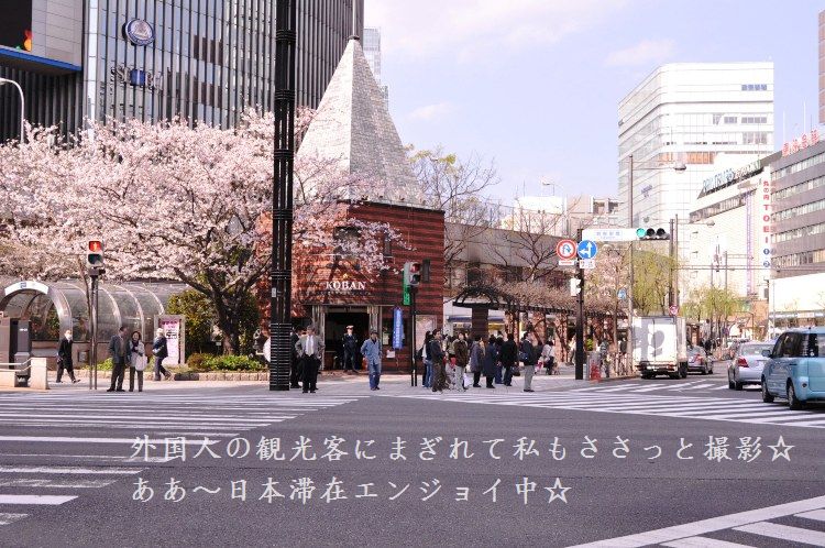 桜と一緒に東京上陸 2010年一時帰国 パート2_d0104926_34923100.jpg