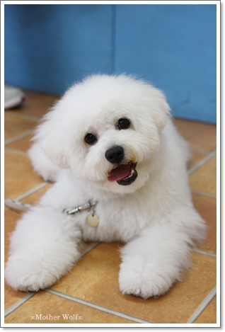 :: パピーパーティー ::2010/Mar._e0191026_9544921.jpg