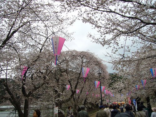 桜バスツアー_d0099829_22273312.jpg