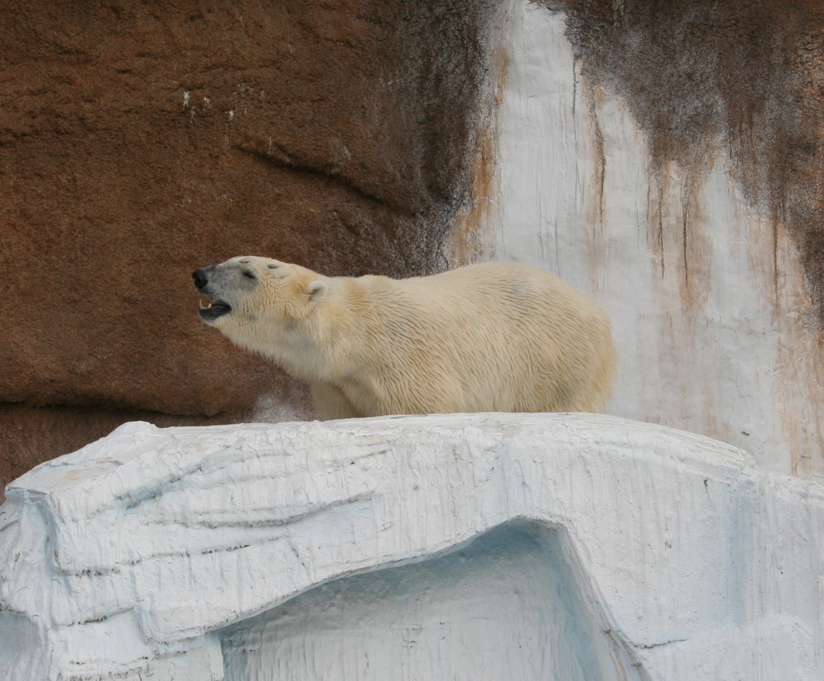 天王寺動物園のゴーゴくん_c0073633_21443413.jpg