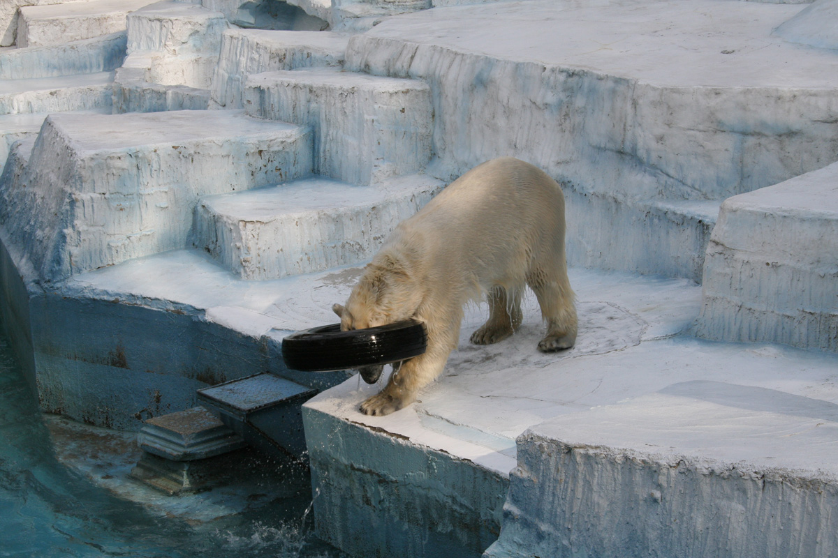 天王寺動物園のゴーゴくん_c0073633_21465352.jpg