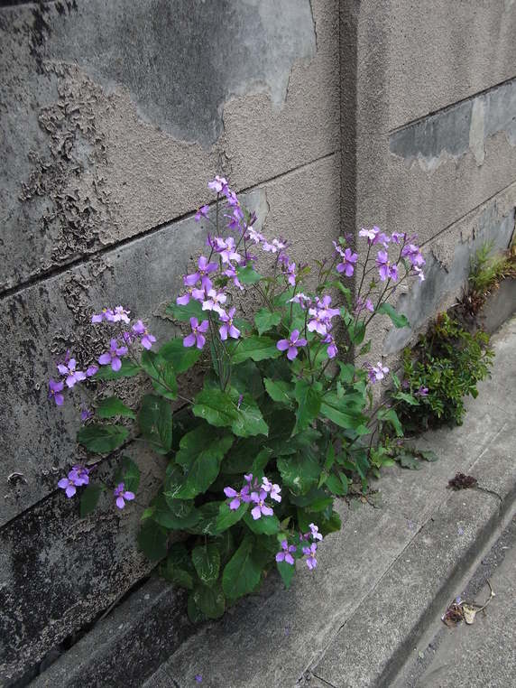 c0195134_853310.jpg