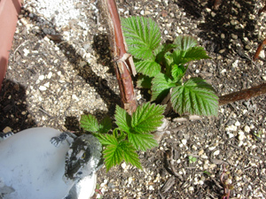 e0097534_16385541.jpg