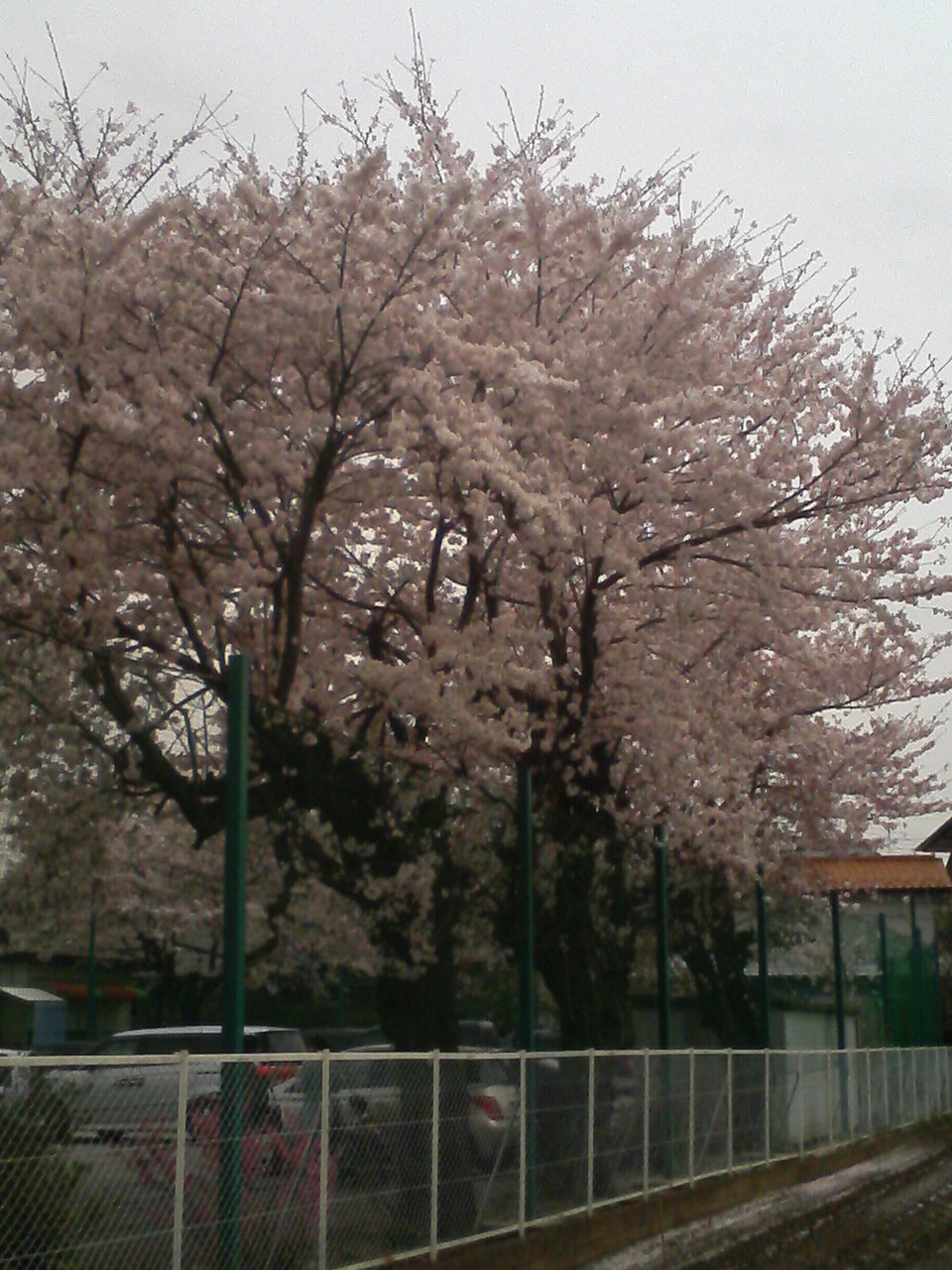 桜の季節…。_f0214534_8113685.jpg