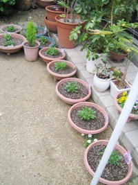 c0118235_1561779.jpg