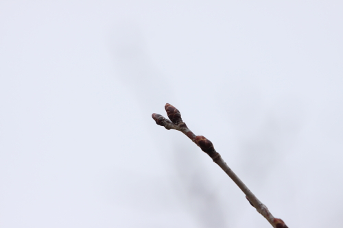 b0006537_23935.jpg