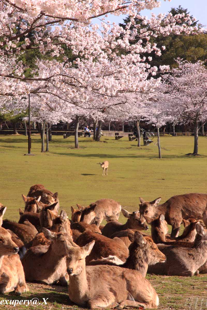 奈良公園で鹿と東大寺と桜をコラボレーションしました_e0195337_20533618.jpg