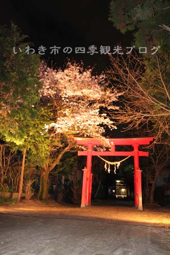 4月15日　三島八幡神社と小川諏訪神社のシダレザクラ_f0105342_1526817.jpg